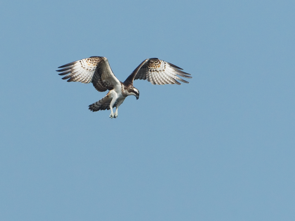 Pandion haliaetus Osprey Visarend